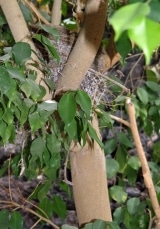 <h5>Das Nest in unserer Birkenfeige.</h5>