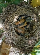 <h5>Der Platz im Nest wird kleiner.</h5>
