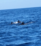 <h5>Eine Delfinfamilie beim Atlantikspaziergang.</h5>